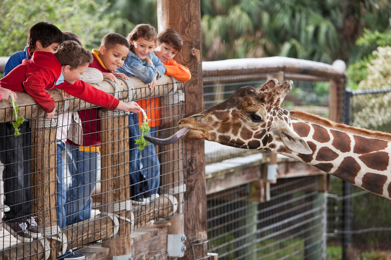Kids feeding a giraffe. 